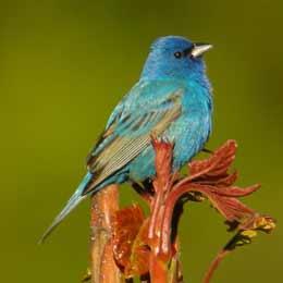 news-imageindigo bunting bird